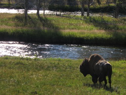 /pictures/yellowstone/.thumb/IMG_1119.JPG